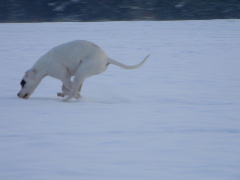 Zima 2010 - foto povečava