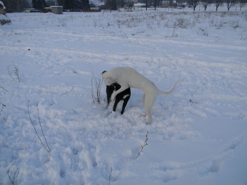 Zima 2010 - foto povečava