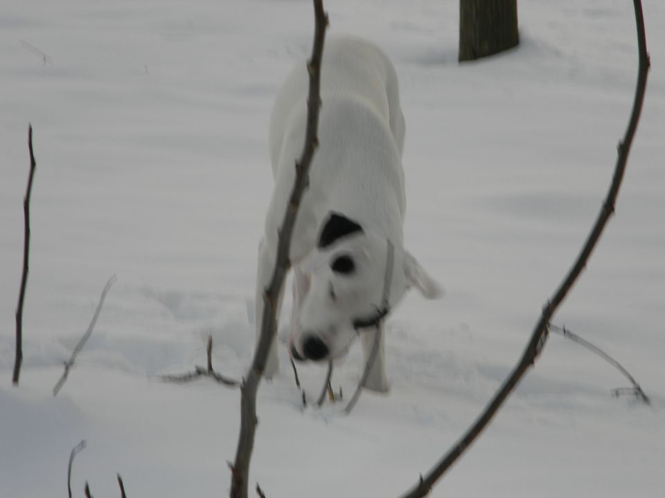 Zima 2010 - foto povečava