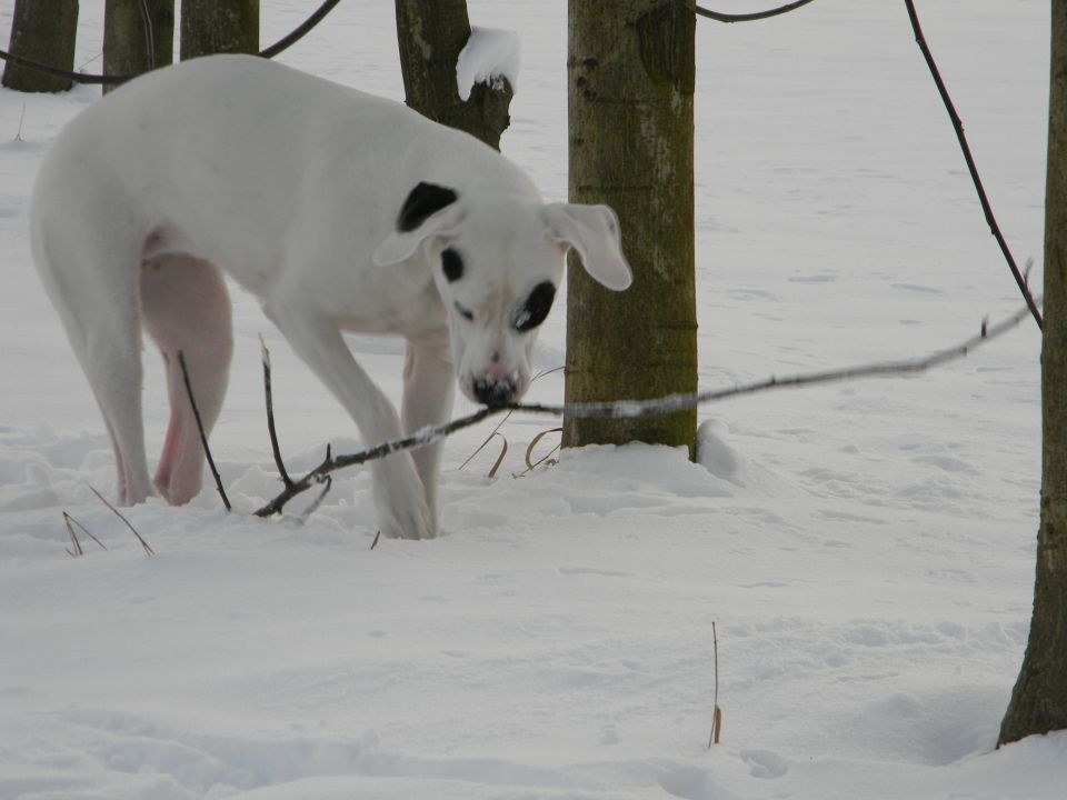 Zima 2010 - foto povečava