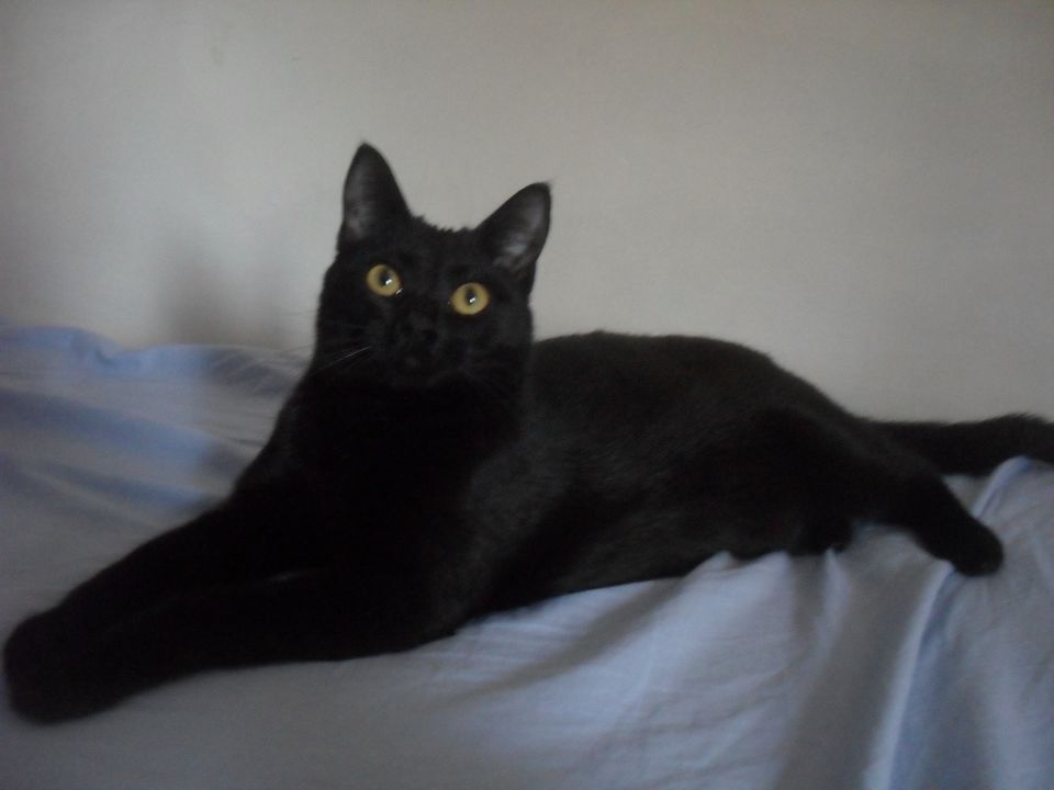 Lili puma - foto povečava