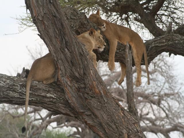 Afrika - foto