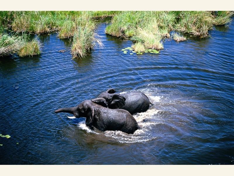 Afrika - foto povečava