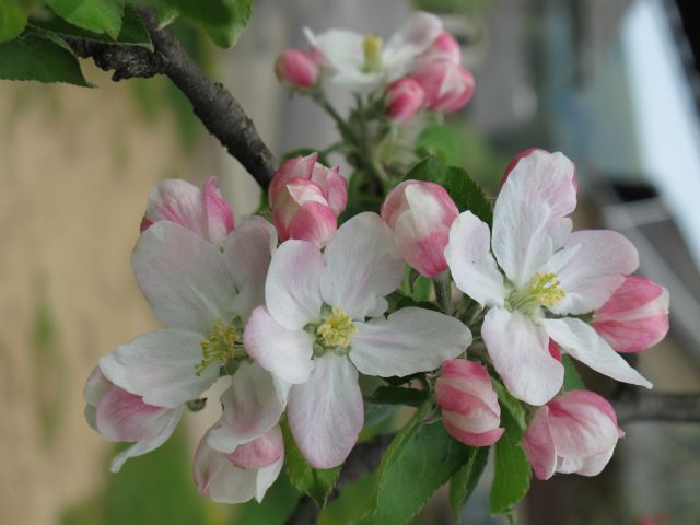 Cvetje - foto