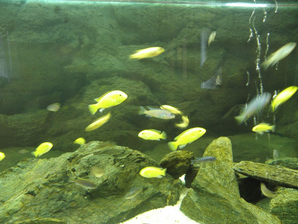 Akvarij 3 - foto povečava