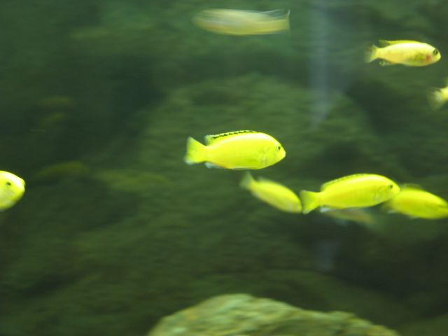 Akvarij 3 - foto