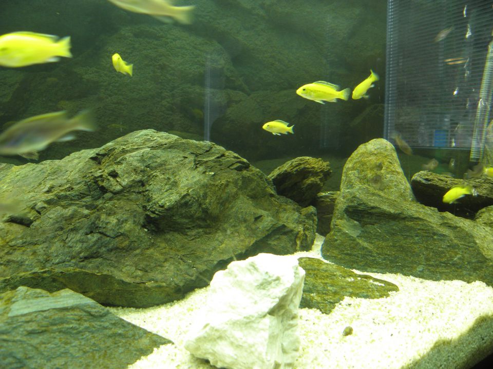 Akvarij 3 - foto povečava