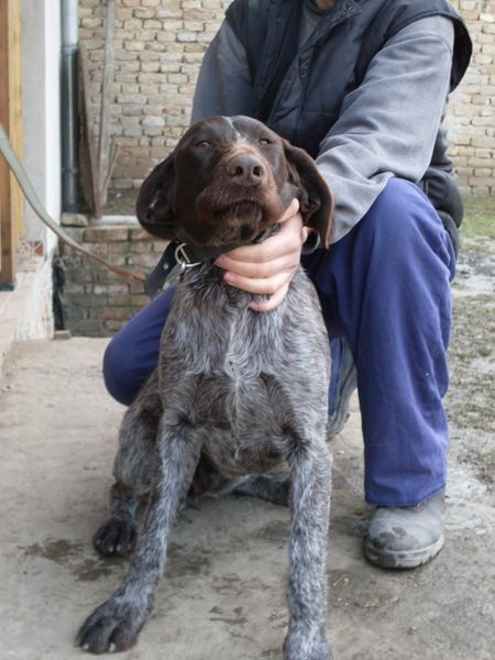 Lov - foto povečava