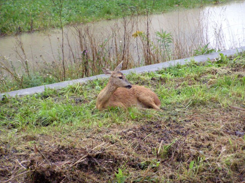 Obržanc - srnica ujeta med poplavo  - foto povečava