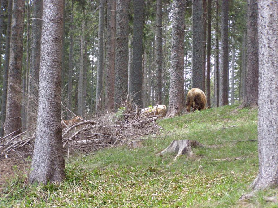 Obržanc - vožnja na roglo 2011 - foto povečava