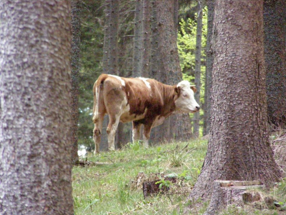 Obržanc - vožnja na roglo 2011 - foto povečava