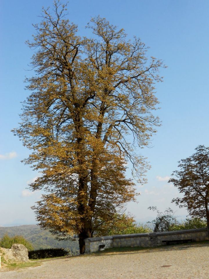 Jesenska solo furca - obržanc - foto povečava