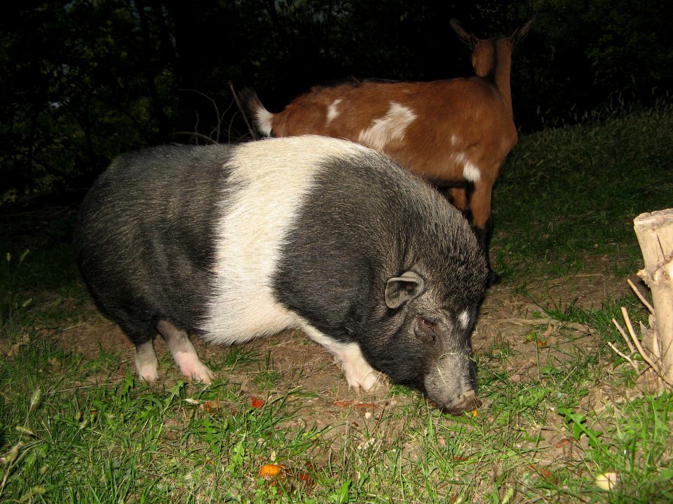 Pipo in kozliček Sivko