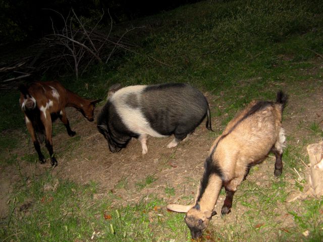 Prašiček in koze
