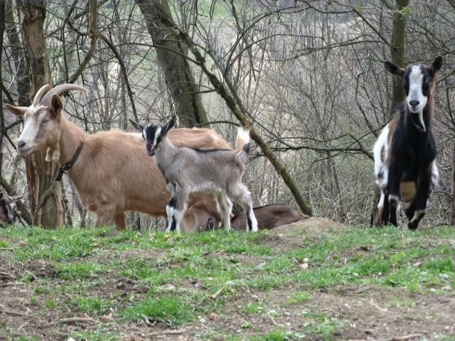 Koze v ogradi
