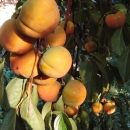 kaki -rajski sadež