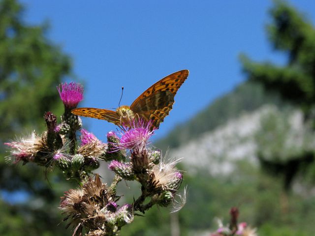 Metulji - foto