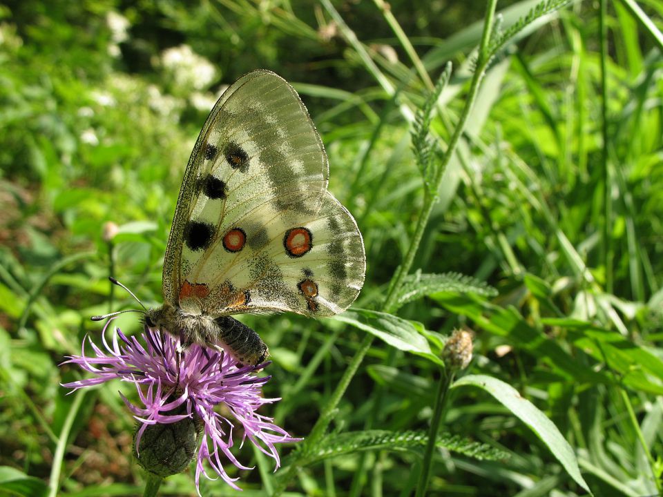 Metulji - foto povečava