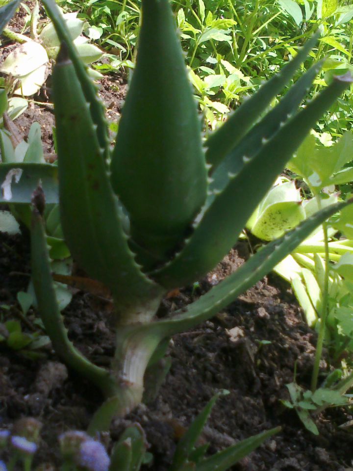 Aloje,agave,natresk - foto povečava