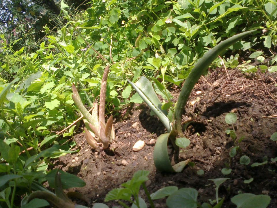 Aloje,agave,natresk - foto povečava