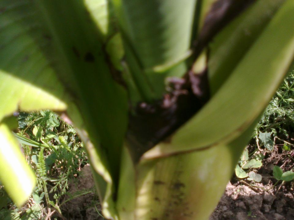 Bambusa, palme,bananovci,limone - foto povečava