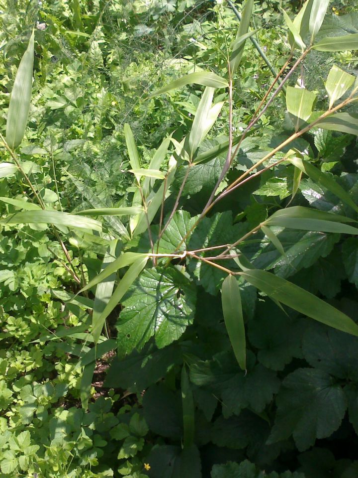 Bambusa, palme,bananovci,limone - foto povečava