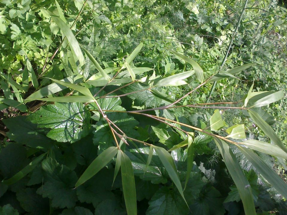 Bambusa, palme,bananovci,limone - foto povečava