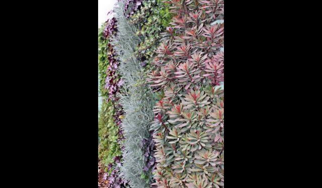 Ena najlepših trajnic v zelenih stenah: Euphorbia