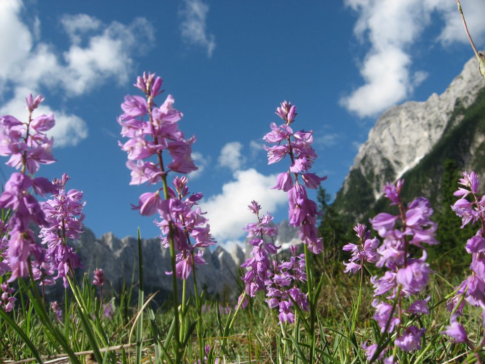 Pohodniška skupina v Kranjski Gori 2012 - foto povečava