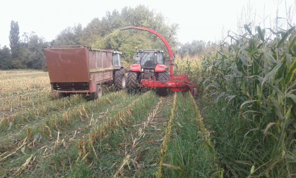 Silaža 2017 - foto povečava