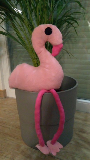 **flamingo** - foto