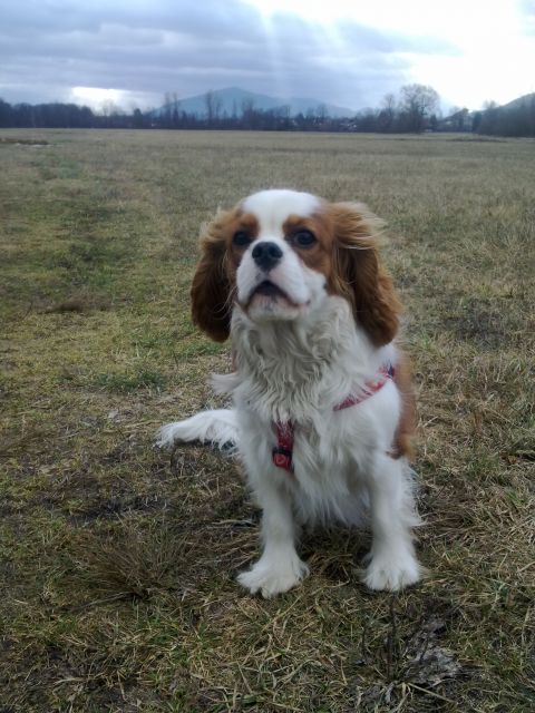 Amore di Capri - Magic Noblesse (Leo) - foto