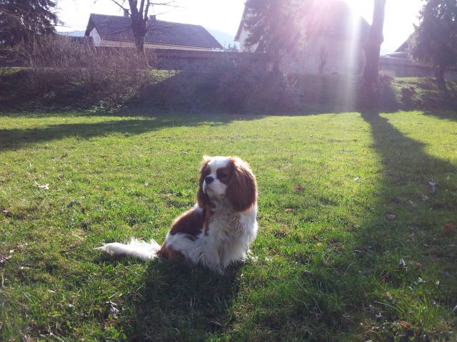 Amore di Capri - Magic Noblesse (Leo) - foto