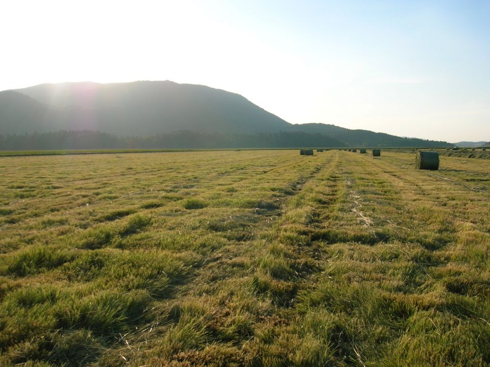 Cerkniško jezero 2012 - foto povečava