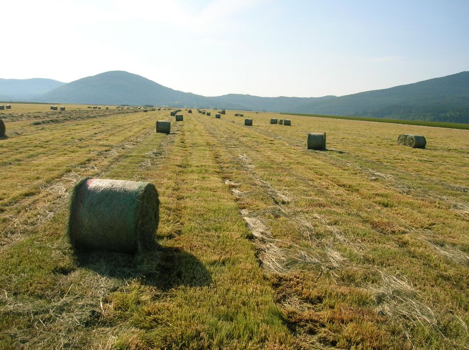 Cerkniško jezero 2012 - foto povečava