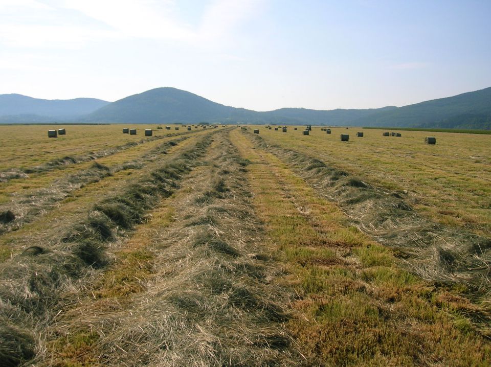 Cerkniško jezero 2012 - foto povečava