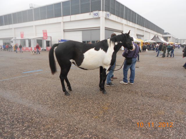 FieraCavalli 10.11.12 - foto