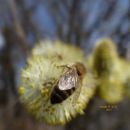 Februar, Pomlad, čebela,
