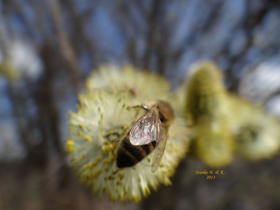 Februar, Pomlad, čebela,