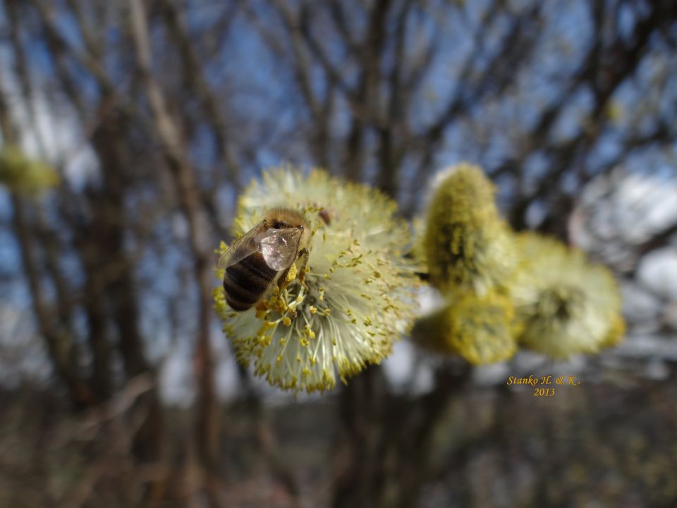 Februar, Pomlad, čebela, Mačice,