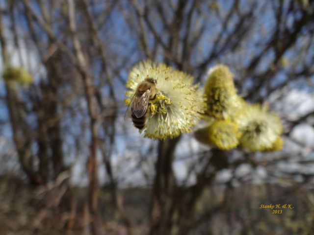 Pomlad, čebela