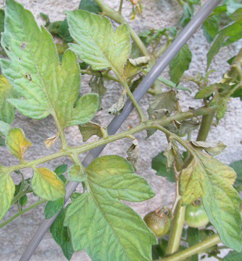 Tomato Russet Mite - sušenje listov