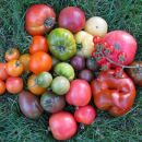 Pridelek paradižnikov (Tomato Harvest)