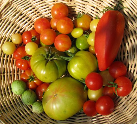 Pridelek paradižnikov (Tomato Harvest) - foto