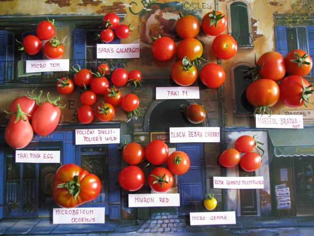 Pridelek paradižnikov (Tomato Harvest) - foto