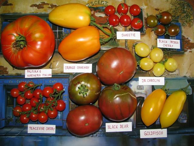 Pridelek paradižnikov (Tomato Harvest) - foto