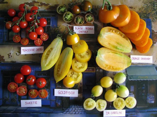 Pridelek paradižnikov (Tomato Harvest) - foto povečava
