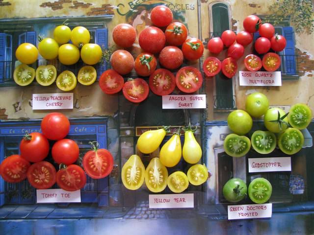 Pridelek paradižnikov (Tomato Harvest) - foto povečava