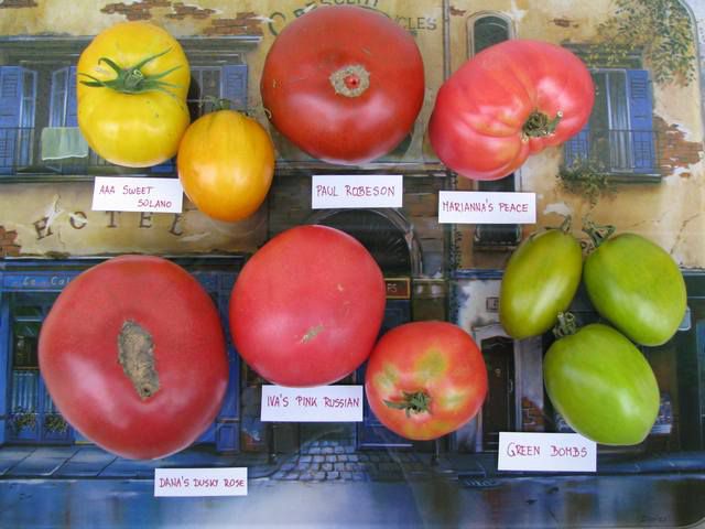 Pridelek paradižnikov (Tomato Harvest) - foto