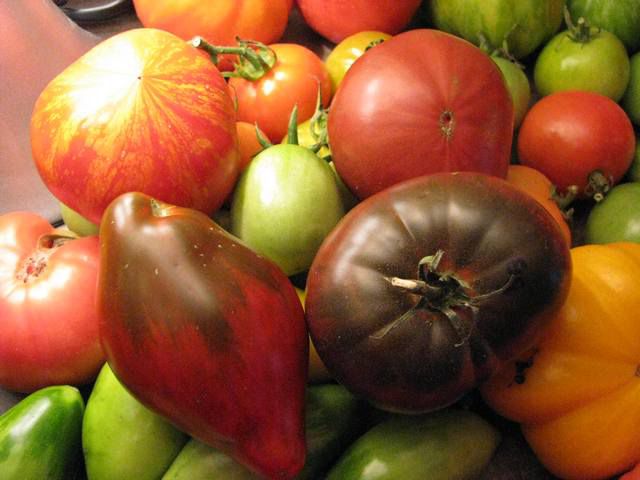 Pridelek paradižnikov (Tomato Harvest) - foto